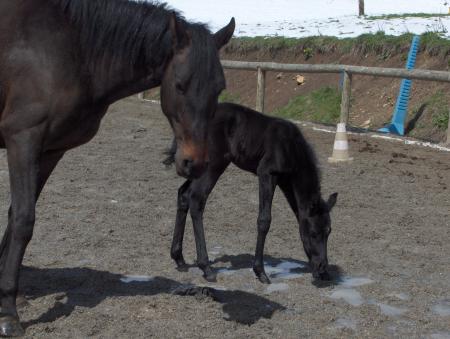 colo équitation maé